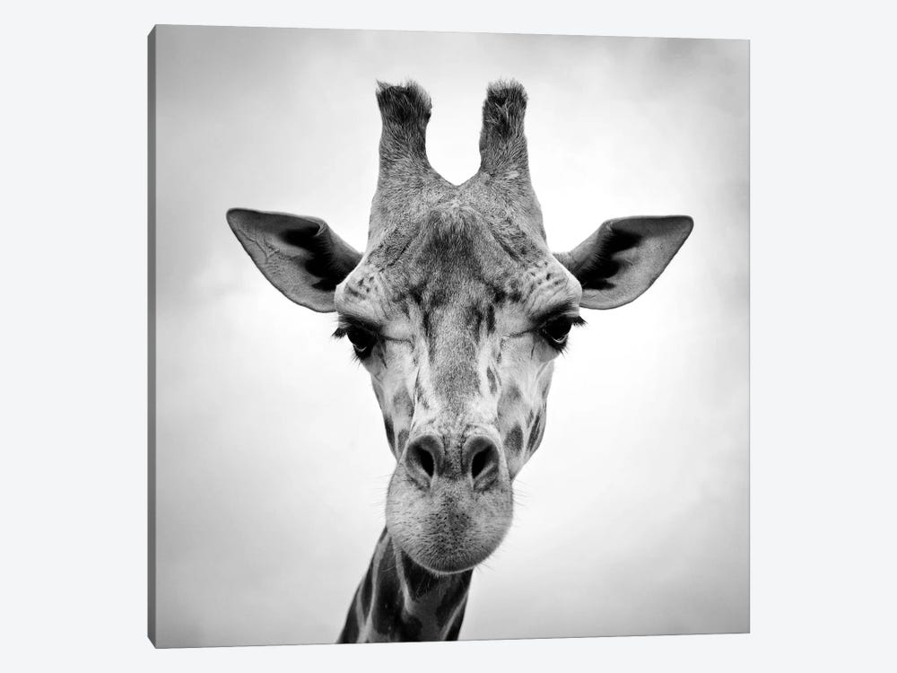 Giraffe by PhotoINC Studio 1-piece Art Print