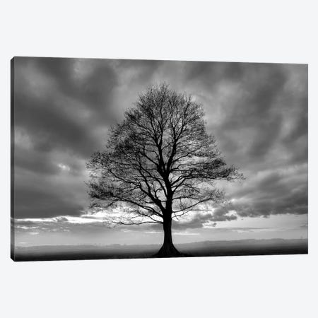 Great Tree Canvas Print #ICS414} by PhotoINC Studio Canvas Artwork