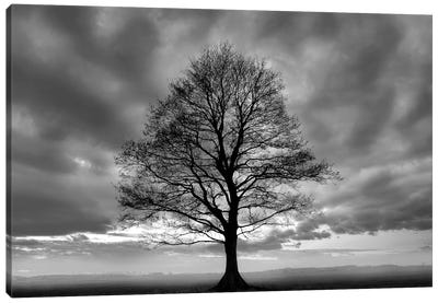 Great Tree Canvas Art Print - PhotoINC Studio