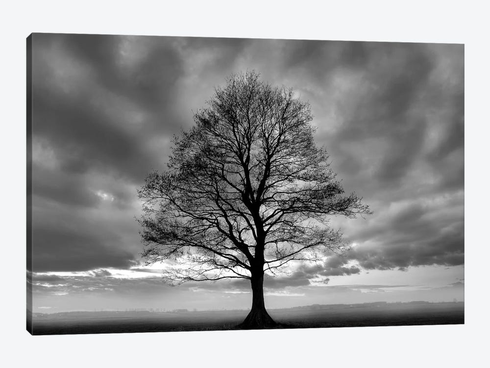 Great Tree by PhotoINC Studio 1-piece Canvas Artwork
