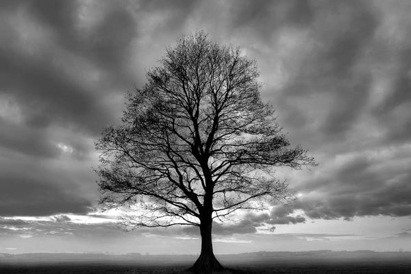 Black & White Scenic Art: Great Tree by PhotoINC Studio