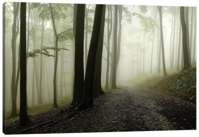 Green Woods 1 Canvas Art Print - PhotoINC Studio