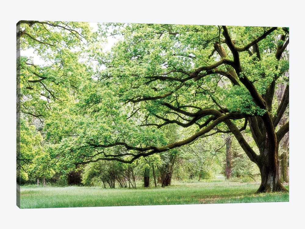Green Woods 4 by PhotoINC Studio 1-piece Canvas Art