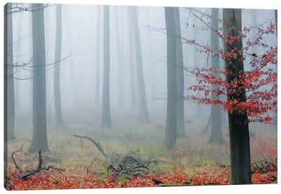 Misty Woods Canvas Art Print - Forest Art