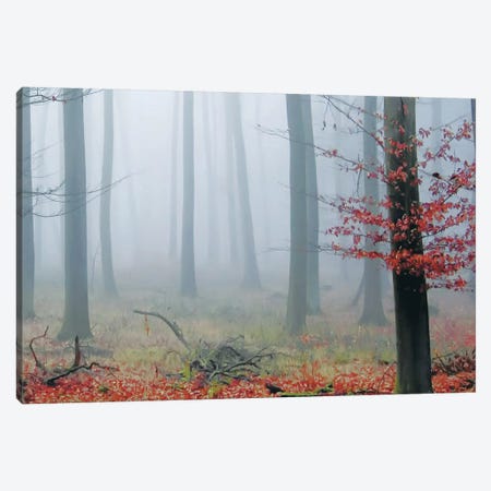 Misty Woods Canvas Print #ICS420} by PhotoINC Studio Canvas Art
