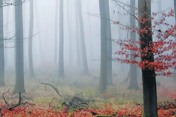 Mist & Fog: Misty Woods by PhotoINC Studio