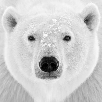 Polar Bear by PhotoINC Studio framed wall art