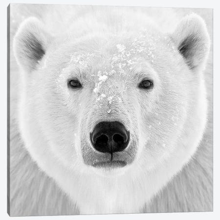 Polar Bear Canvas Print #ICS424} by PhotoINC Studio Art Print