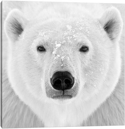 Polar Bear Canvas Art Print - Royal Blue & Silver