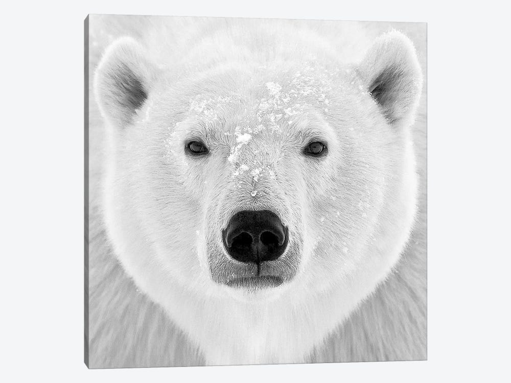 polar bear brown bear dance studio art PRINT 8x10 print 