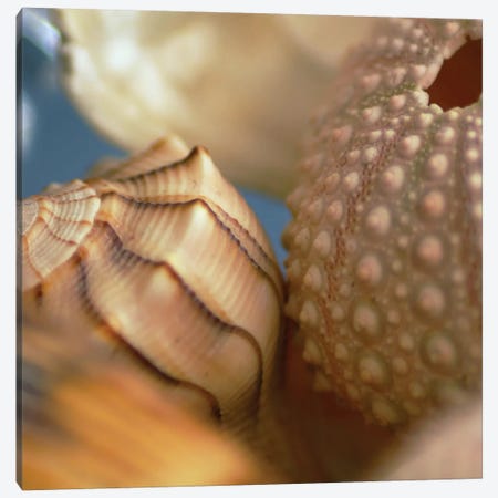 Shells 1 Canvas Print #ICS428} by PhotoINC Studio Canvas Artwork