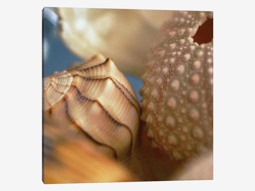 Shells 1 by PhotoINC Studio 1-piece Art Print