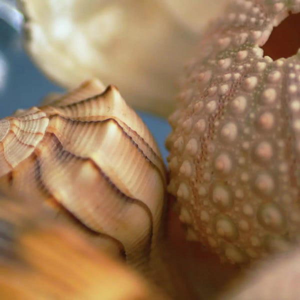 Still Life Photography: Shells 1 by PhotoINC Studio