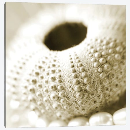 Shells and Pearls 2 Canvas Print #ICS432} by PhotoINC Studio Art Print