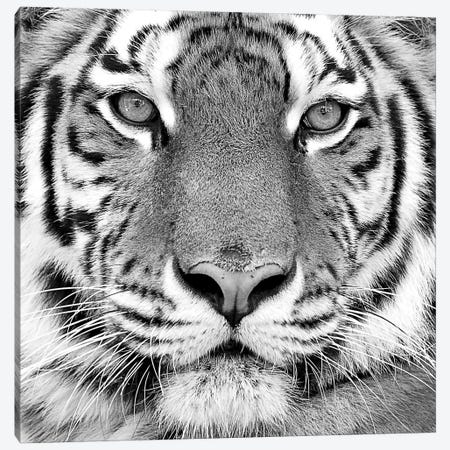 Tiger Canvas Print #ICS433} by PhotoINC Studio Canvas Art Print