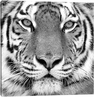 Tiger Canvas Art Print - Black & White Animal Art