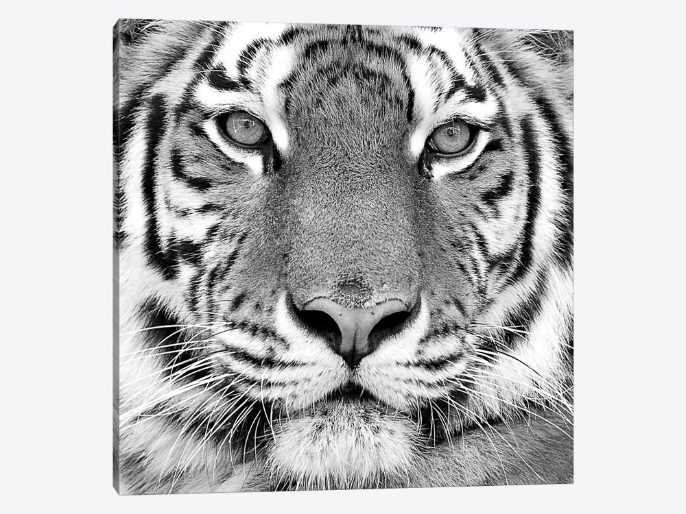 Tiger by PhotoINC Studio 1-piece Art Print