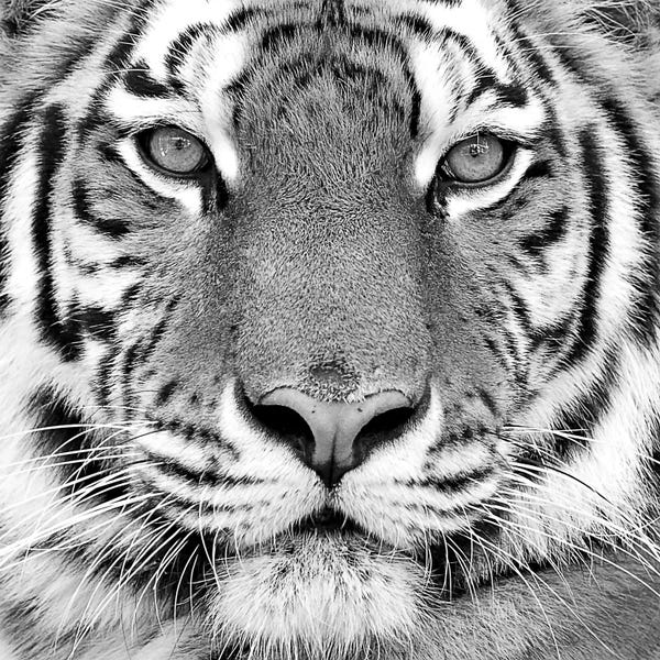 Photography: Tiger by PhotoINC Studio