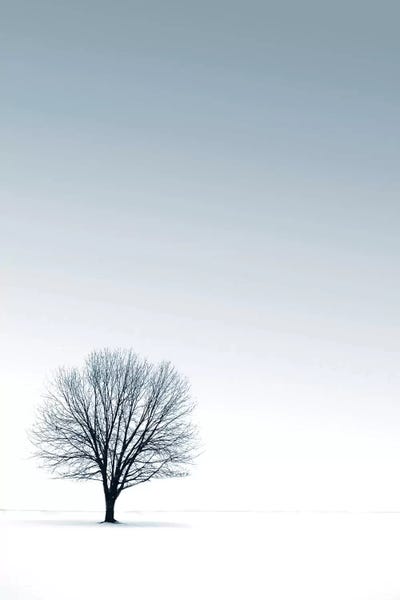 Snowscapes: Tree in Winterscape by PhotoINC Studio