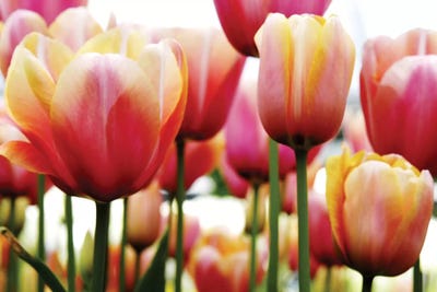 Tulips by PhotoINC Studio canvas print