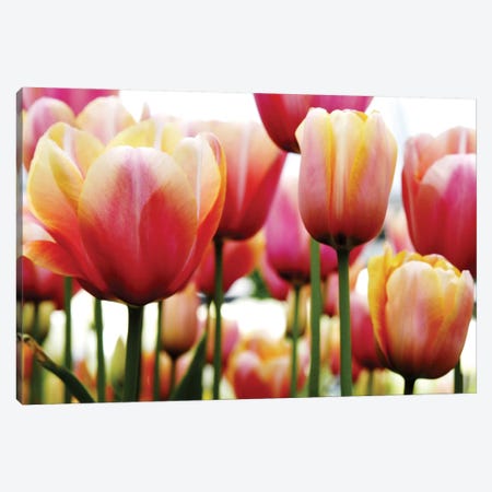 Tulips Canvas Print #ICS435} by PhotoINC Studio Canvas Art