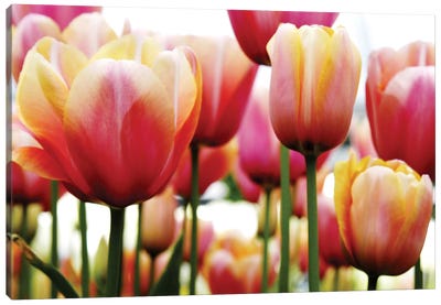 Tulips Canvas Art Print - PhotoINC Studio