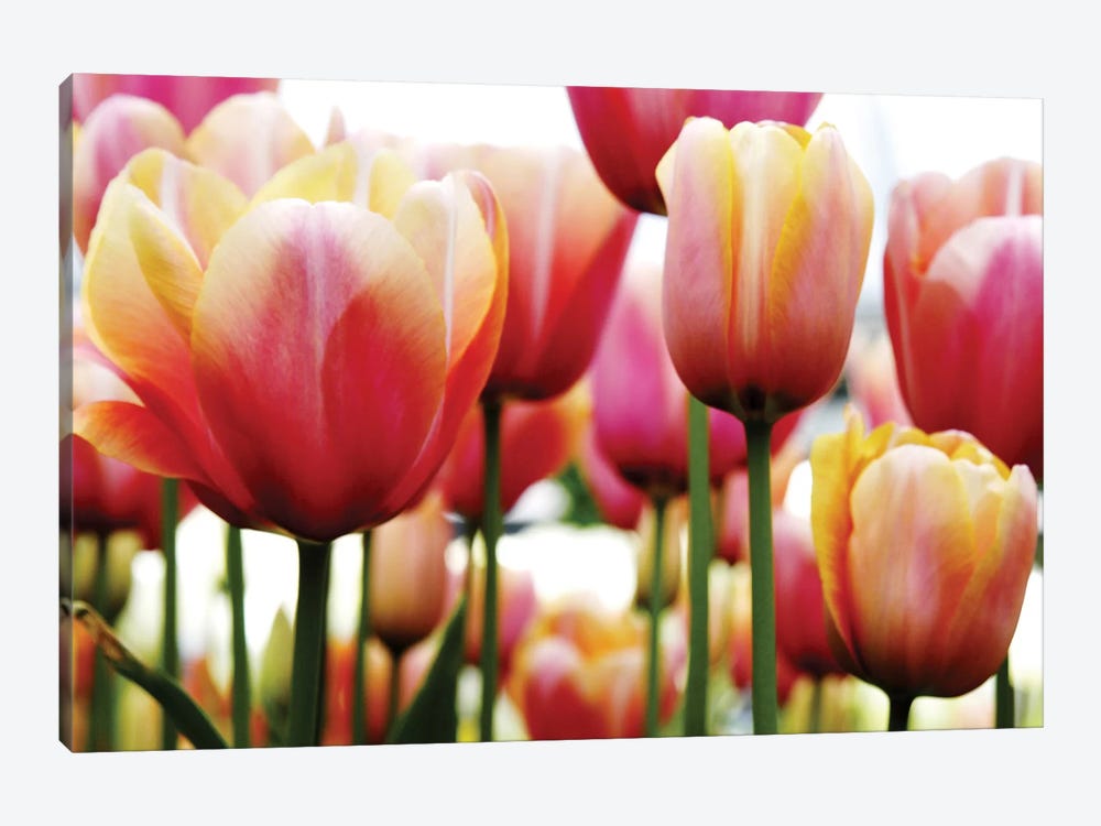 Tulips by PhotoINC Studio 1-piece Canvas Print
