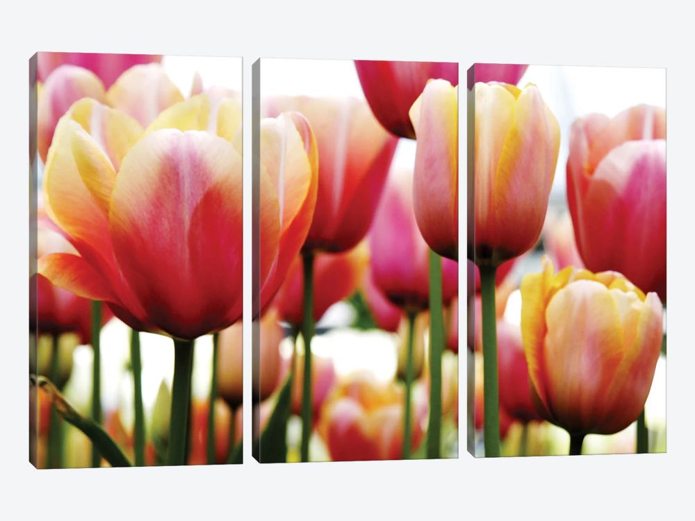 Tulips by PhotoINC Studio 3-piece Art Print