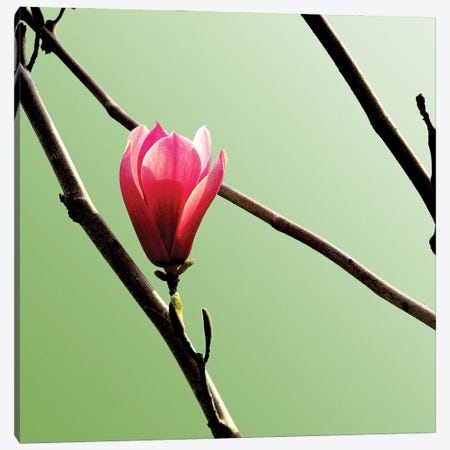 Tulip Tree 3 Canvas Print #ICS437} by PhotoINC Studio Canvas Art