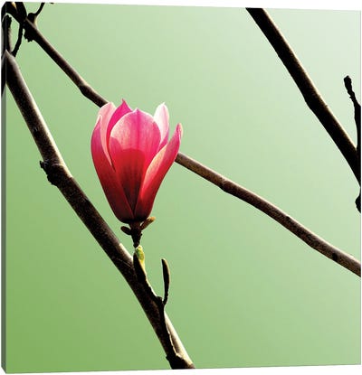 Tulip Tree 3 Canvas Art Print - Spring Color Refresh