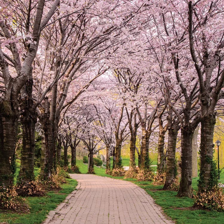 Cherry Blossom Trail by Chuck Burdick wall art