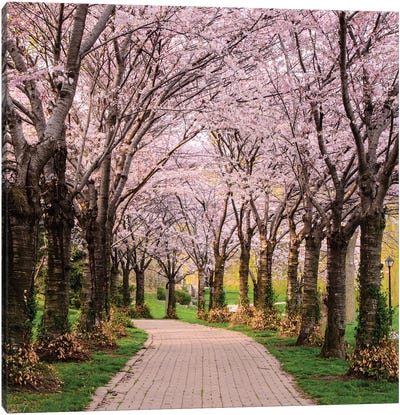 Cherry Blossom Trail Canvas Art Print - Serene Photography