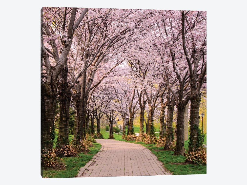 Cherry Blossom Trail by Chuck Burdick 1-piece Art Print