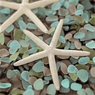 Aquatic 1 by Alan Blaustein gallery poster