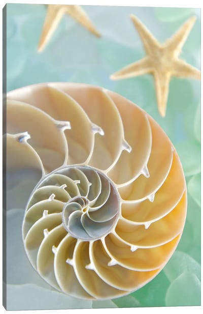 Seaglass 2 Canvas Art Print - Sea Shell Art