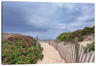 Rose Path Canvas Art Print - Coastal Sand Dune Art