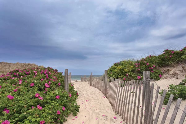 Coastal Sand Dunes: Rose Path by Katherine Gendreau