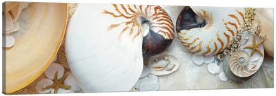 Island Tide Pool VIII Canvas Art Print - Sea Shell Art
