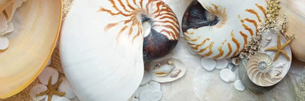 Alan Blaustein: Island Tide Pool VIII by Alan Blaustein