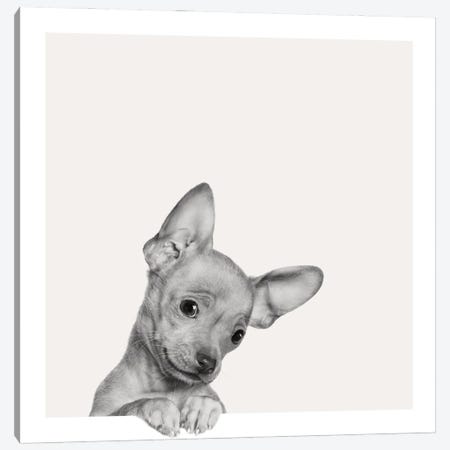 Sweet Chihuahua Canvas Print #ICS634} by Jon Bertelli Canvas Art
