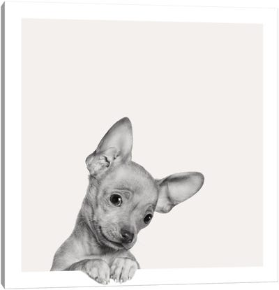 Sweet Chihuahua Canvas Art Print - Jon Bertelli
