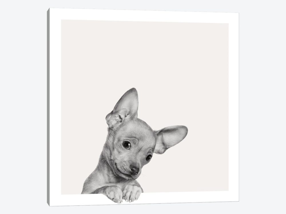 Sweet Chihuahua 1-piece Art Print
