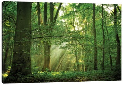Breathe Canvas Art Print - Forest Art