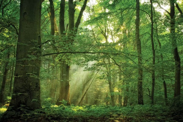Floral & Botanical: Breathe by Lars van de Goor