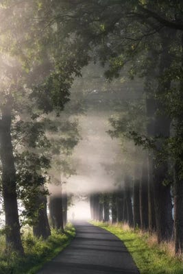 Rays Of Fog Canvas Artwork by Lars van de Goor | iCanvas