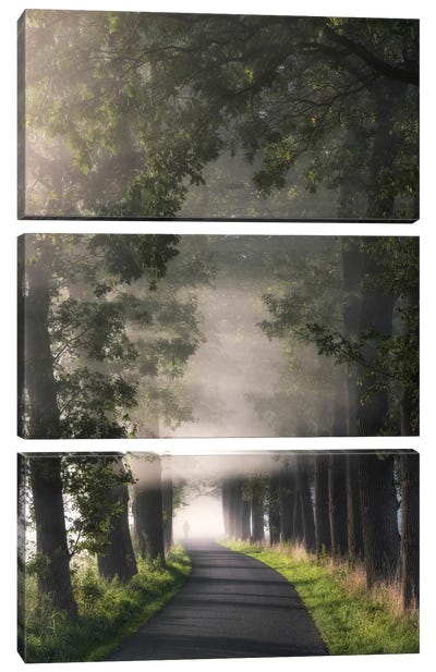 Rays Of Fog Canvas Art Print - 3-Piece Tree Art