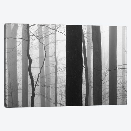 Forest Code Canvas Print #ICS67} by Nicholas Bell Photography Canvas Wall Art