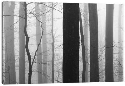 Forest Code Canvas Art Print - Tree Close-Up Art