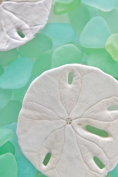 Sand Dollars: Seaglass 5 by Alan Blaustein