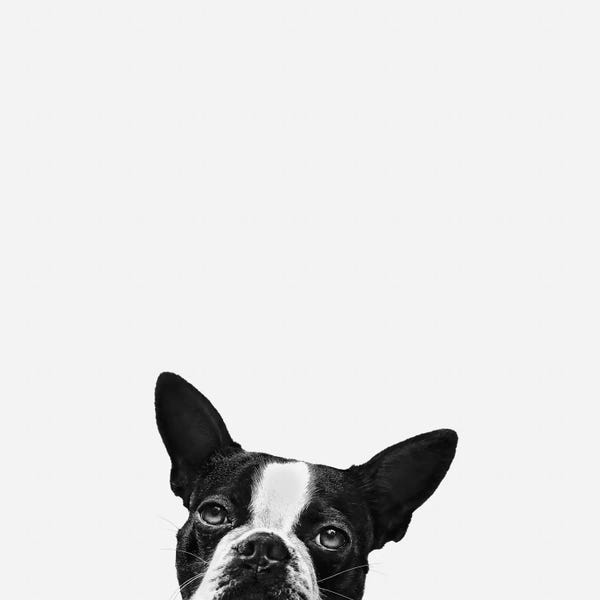 Kids Animal Art: Loyalty by Jon Bertelli
